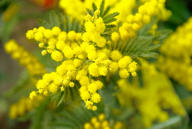 Die Pflanze Mimose