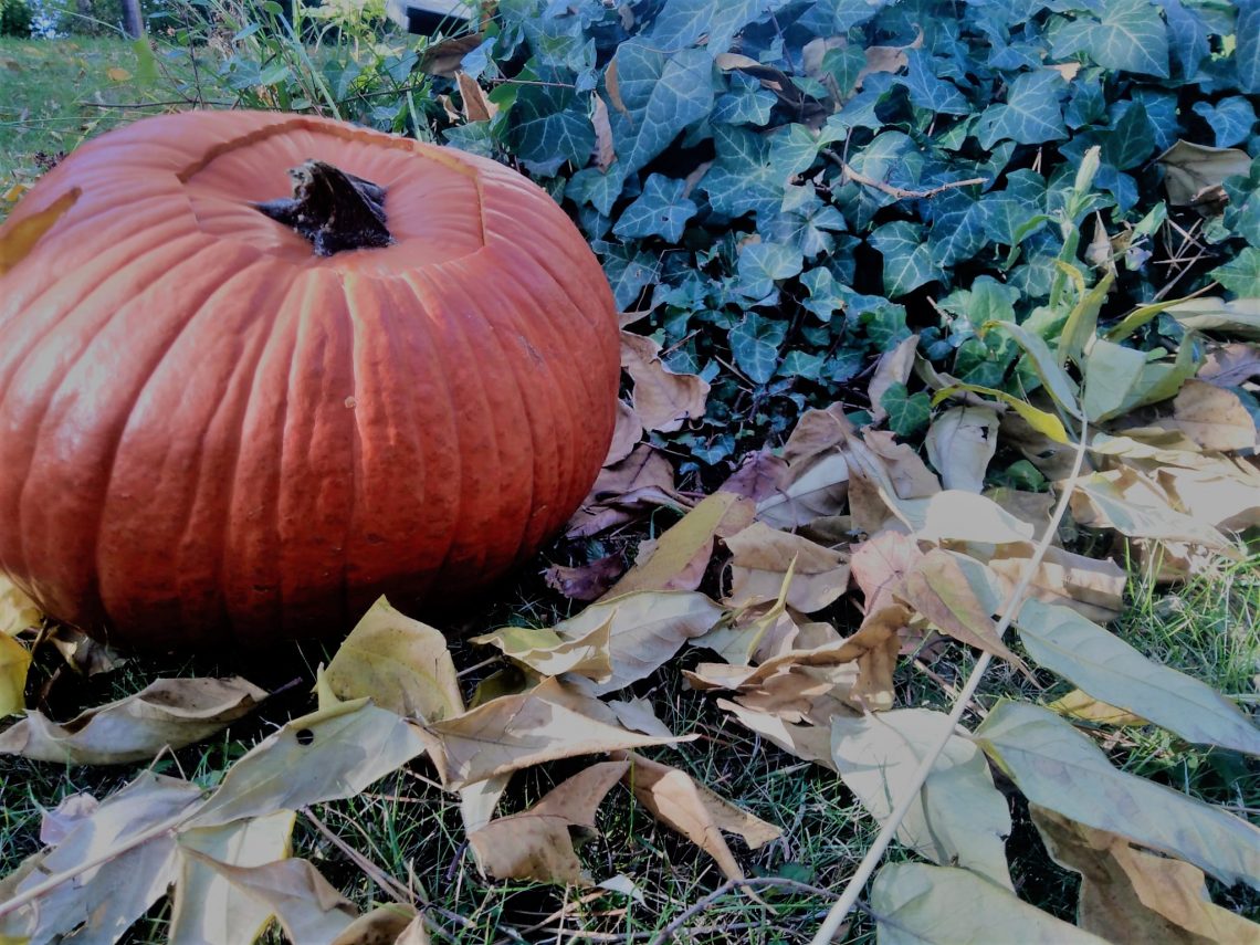 Kürbisse an Halloween