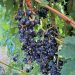Weintrauben in der Provinz Ancona